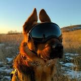 🐕🦺°𝒃𝒂𝒏𝒅𝒊𝒕𝒔.𝒅𝒐𝒈𝒔ᶜʰᵃᶰᶰᵉᶫ°🫀