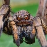 Паучье графство🕷