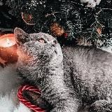 #чайсгорел))