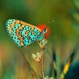 ЭФИРНОЕ РАДИО