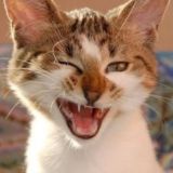 Смешно до слёз 😂 😂 😂 😂