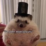 ЕЖЕГРАМ 🦔🌴