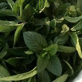 ~🍄Книга с заметками феи🪴~