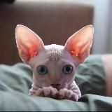 Лысые коты