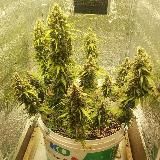 Дневник Рукажопа)