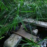 🍀Ботсад Ростов-на-Дону