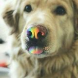 Кошки собаки CHAT