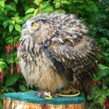 Сова на Глобусе