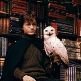 🦁𝑯𝑷_𝒂𝒃𝒈_𝒇𝒂𝒏𝒏𝒏🐍