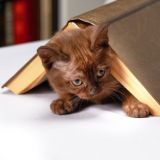 Злой читатель ☕️