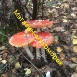 магазин-мухоморов