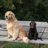 Ретриверы Узбекистана