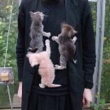 marcher tout en sifflant