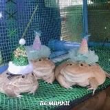 linauky ' 🐸:🍃