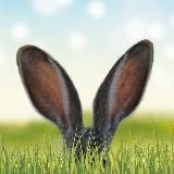 Длинные уши в траве