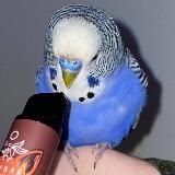 Elfbar Kesha | Варшава | Warsaw | Польша | Warszawa | Одноразки | Электронки | Жидкости | Vozol