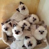 МиМиКош 🐾 Кошки🐱Котики🐱Котята