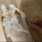 ᨳ ꒰๑ ´ ๑꒱ noкoù дyшu ❔ 𓆪