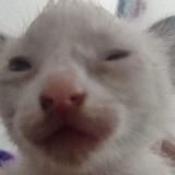 эе, заиибаал