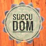 Суккуленты SuccuDOM
