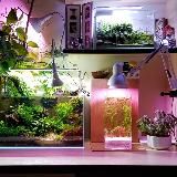 Planted Aquarium & Paludarium