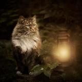 Котовые истории