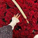 𝓢𝓐𝓝 𝓓𝓞𝓖