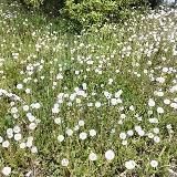 Живущая Дарья