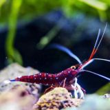 Little Wonders of Sulawesi