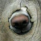 Дыры по Астре