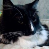 Агро чатик пупсов