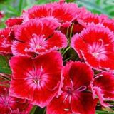 Старорежимный чат