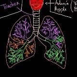 Дыхательная система🫁