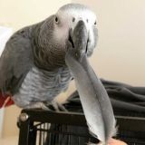 Иннокентий