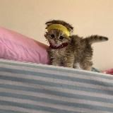 Oriflame: Beauty and Harmony