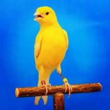 ВОДИЙ КАНАРЕЙКА ИШКИБОЗЛАРИ