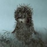 ежик в тумане