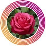 Саженцы Роз,розы,растения,ОКС,цветы🌹😍