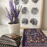 𝕊𝕒𝕝𝕧𝕒𝕕𝕠𝕣 🕸