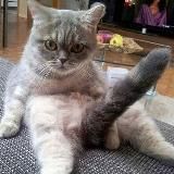 Смех и Точка