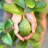 Ароматерапия с Изель (aroma_mam_zel )