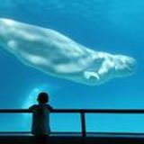 Link to J Velder Whale Official Channel