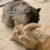 на аватарке я