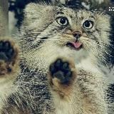 Большая Мануляха