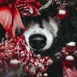 Хаски, Лайки, Самоеды и другие