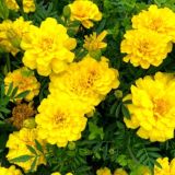 ТАК, Я САДОВОД 👨🌾