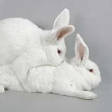 ra🅱️🅱️it hole