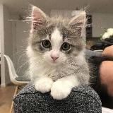 Уголок котиков