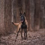 CIVOS 🐾🐾 Дрессировка собак