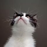 булка с корицей